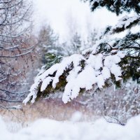 Снег на деревьях :: Eugene A. Chigrinski