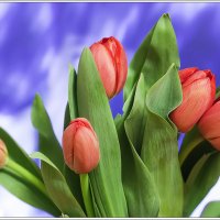 Тюльпаны для любимых :: Татьяна Губина