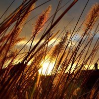 sunset grass :: Valentina Severinova