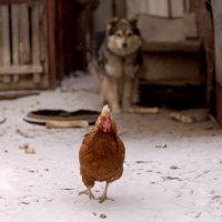 А на заднем дворе свой быт :: Ильгам Кильдеев