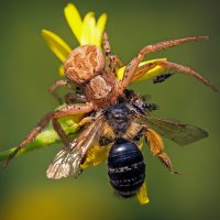 Макродрама. :: Евгений Кутузов