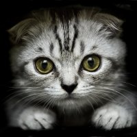 Феликс-мой котик! :: Александр Кулагин