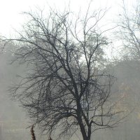 одиноко в тумане стояло.. :: Ольга 