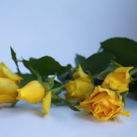 желтые розы :: валерия 