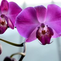 Орхидея :: Елена Ахромеева