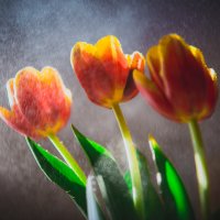 Tulips :: Lucy Gordeeva