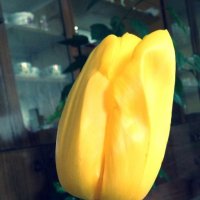 Желтый тюльпан :: Анастасия Орлова