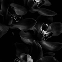 Прекрасные орхидеи :: Анна 