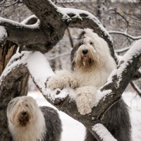 мышь на дереве :: Лариса Батурова