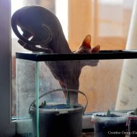 аквариумная рыбка :: Евгения Кульпина