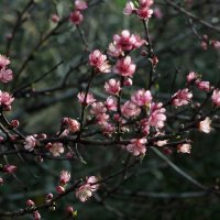 Персиковая весна :: Виолетта 