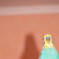 ParrotTime :: Дарья Акимов