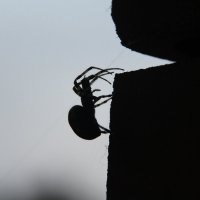 Spider :: Avak. A