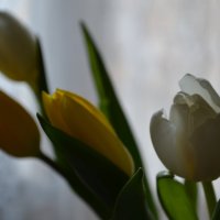 Тюльпаны :: Катерина Панакушина
