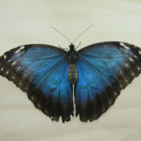 выставка бабочек :: Ирина 
