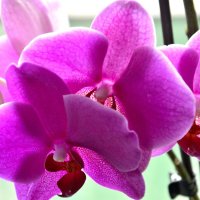 Орхидеи :: Сергей Бушуев