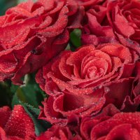 Red Rose :: Владимир Кирпа 
