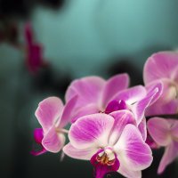 Орхидея :: Артур Моргун