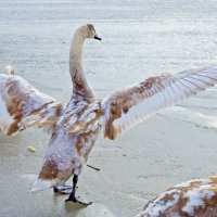Лебедь на озере :: Светлана Малкина