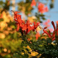 30.11.12 Tecomaria capensis,  Текомария капская. Семейство Бигнониевые :: Борис Ржевский