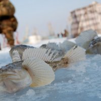Зимняя рыбалка :: Алексей Кудинов