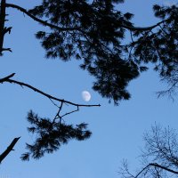 Moon in forest :: Виктор Мушкарин (thepaparazzo)