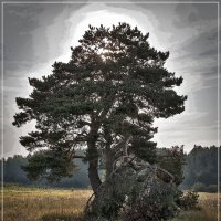 Одинокое дерево :: Владимир Белозеров
