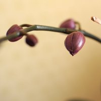 Бутоны орхидеи :: Николай Малявко