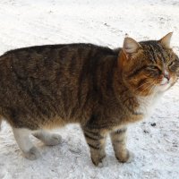 Дворовый кот. :: Светлана Н