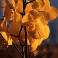 Белая орхидея и закат. :: Larisa Gavlovskaya