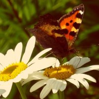 Aglais urticae :: Елизавета Темкова