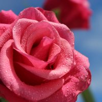 Розы :: Mariya laimite