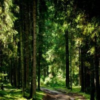 Сказочный лес :: Анастасия Володина