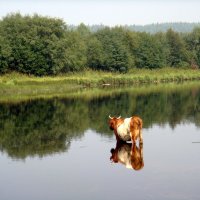 На Чусовой! Жара! Буренка освежится решила! :: Елизавета Успенская