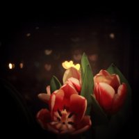 Боке и тюльпаны :: Анна Букина