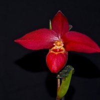 Орхидеи :: vlad 