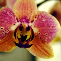 Орхидея :: Нинель Гюрсой