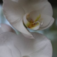 Архидея :: Veronika Gug