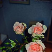 Розы :: Саша Веселова