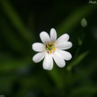 Flower (0097) :: Виктор Мушкарин (thepaparazzo)