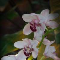 Орхидеи :: Эльмира Суворова