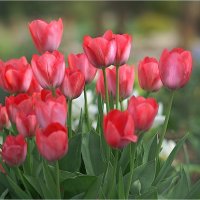 Симфонию тюльпанов нужно сердцем слушать... :: Алла Allasa