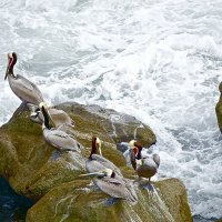 Пеликаны :: vlad 