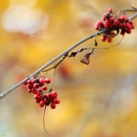 Осенние гроздья рябины (2937) :: Виктор Мушкарин (thepaparazzo)