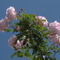 Розовые розы :: Алла Шапошникова