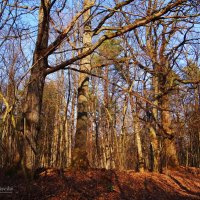 Солнечный, весенний лес. :: Антонина Гугаева