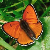 Бабочка голубянка Чеpвонец (Lycaena hippothoe) :: Генрих Сидоренко
