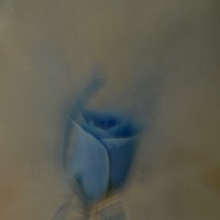 Туманная роза... :: Guzel Gainova
