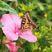 Бабочка и цветок :: Александр Щеклеин