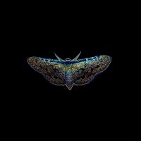 butterfly :: Anastasia Fomichova